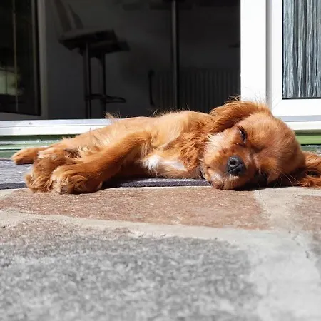 Home Suite Home Bed & Breakfast 住宿加早餐酒店