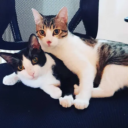 Home Suite Home Bed & Breakfast 3*